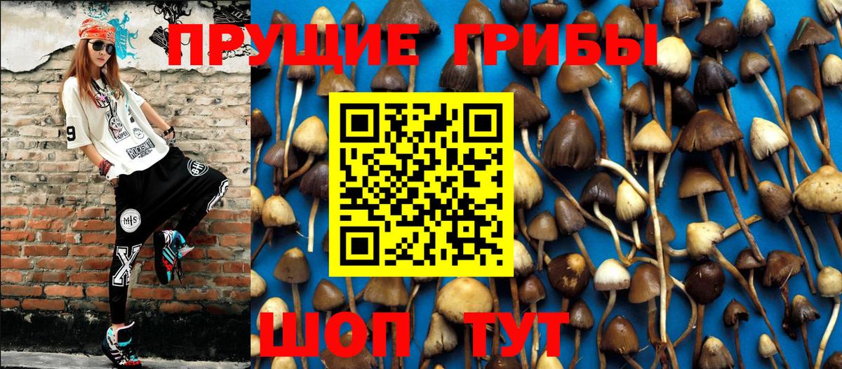 Удомля  Галлюциногенные грибы Cubensis  Вход с VPN 